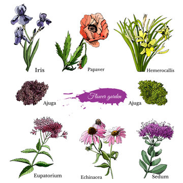 Hand drawn grapihic and colored sketch with summer flowers sedum, papaver, echinacea, hemerocallis, iris, eupatorium for flower garden.