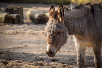 Equus, Esel, Pferd, Hausesel, Vierbeiner, stieren