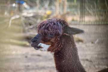 Lama glama, Lama, Fell, Spucke, Alpaka, Camelidae