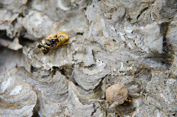 Wespennest im Winter