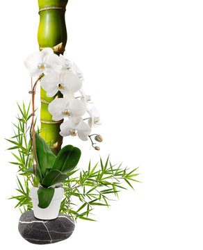 bambou ventre de Bouddha et orchidée blanche