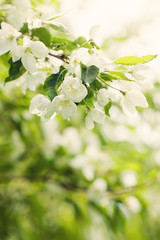 Spring bokeh background with flowers, green leaves and abstract bokeh light