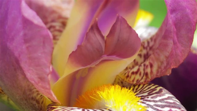 close-up flower iris,Pink Iris On Flower Bed Closeup