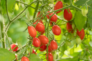 Fresh ripe tomatoes