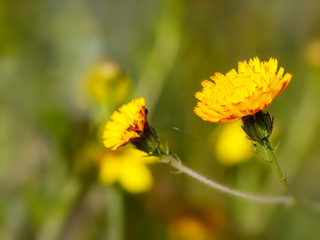 closeup of beautiful yellow flower