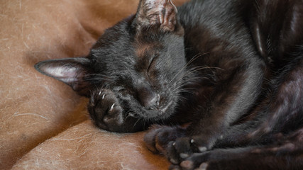 homeless little black cat