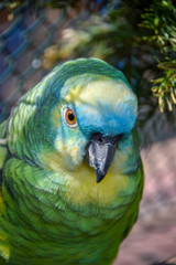 Wellensittich, Melopsittacus undulatus, Vogel, Papagei, Schnabel, Frei, Natur 