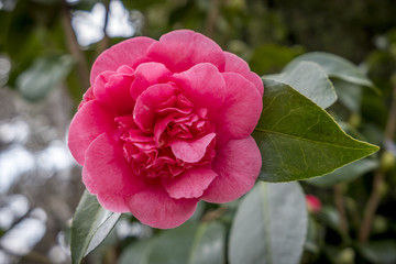 Flowering Camellia