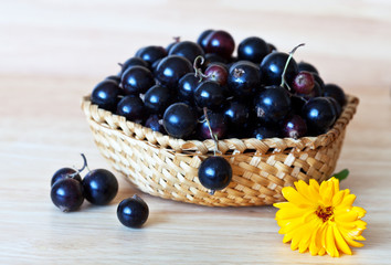 Berries of ripe black currant in a wicker bowl and a  flower of calendula on a wooden table. Healing products. Rustic Still Life