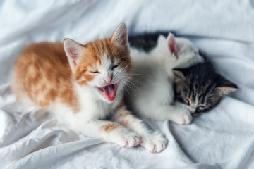 Fototapeta na wymiar three cute kittens