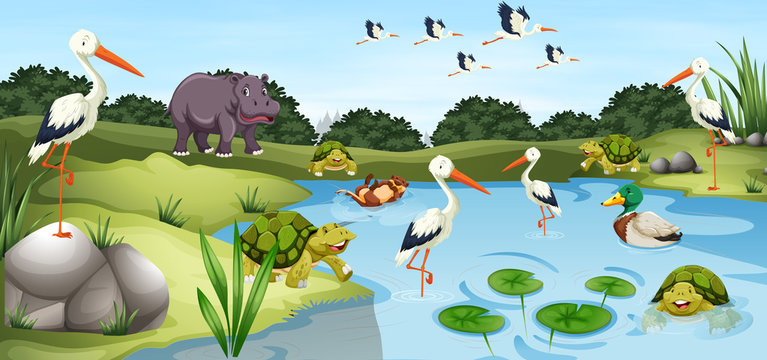 Many wild animals in the pond