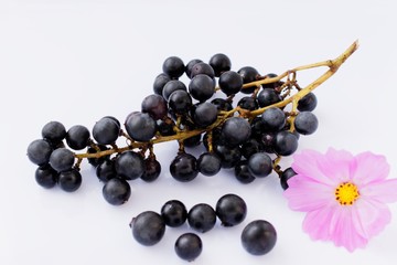 山ぶどうとコスモス