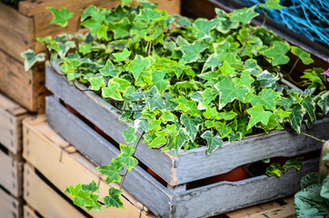 summer flowers close up view