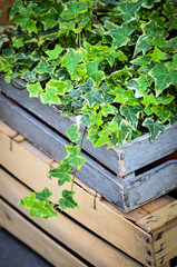 summer flowers close up view