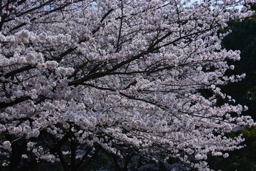 桜 cherrybrossom 花 flower 千鳥ヶ淵