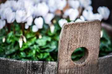 summer flowers close up view