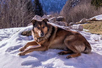 dog resting on snow in the mountains