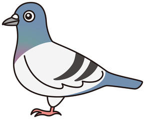 Fototapeta premium 野生のハト