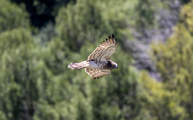 Bonelli's Eagle in flight on a sunny day