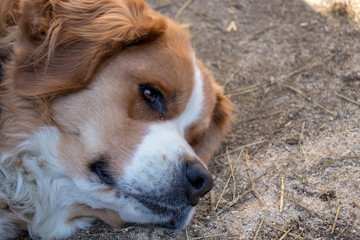 st. bernardin dog resting