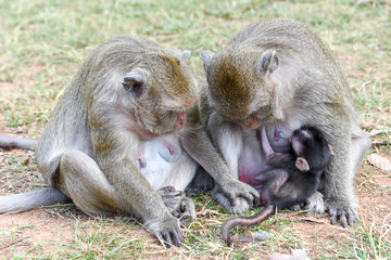 Baby monkey suckling milk from his mother
