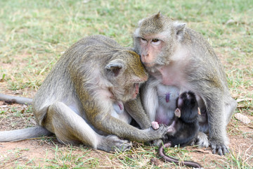 Baby monkey suckling milk from his mother