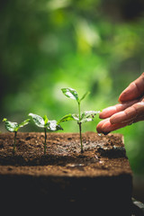 Plant Coffee seedlings in nature Close-Up Of Fresh Green Plant