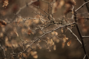 Fototapeta na wymiar grey branch with old leaves