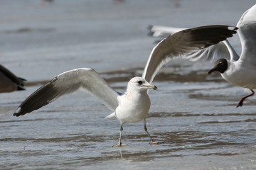 Common gull (Larus canus) or mew gull with open wings in winter plumage