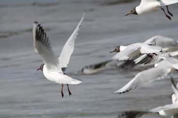 Fototapeta na wymiar Group of flying black-headed gulls or Chroicocephalus ridibundus