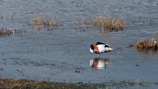Common shelduck (Tadorna tadorna) preening on a lake