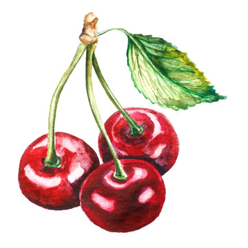 Hand drawn watercolor cherry on white background