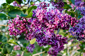 Spring blossoming violet lilac
