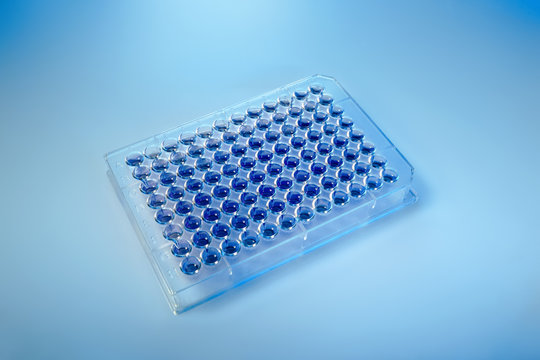 testing of samples in 96 wells microplate for analysis in the laboratory of medical Science research / microplate with 96 wells for analysis in the microbiology lab