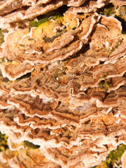 close up macro of growing bracket fungus fungi outside nature tree wood woodland