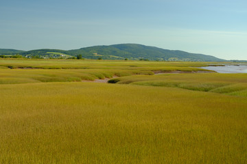 Fototapeta na wymiar The golden grasses found in the marshes near the Bay of Fundy in Canada