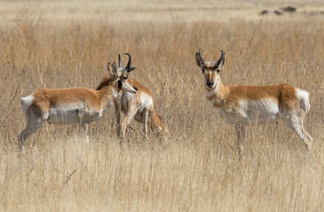 Pronghorn Antelope Bucks on the Prairie