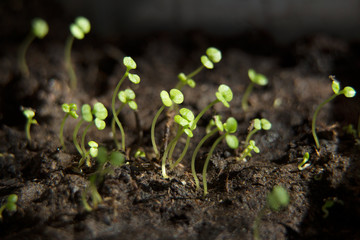 Sprouting young sprouts of tobacco against a background of wet earth close-up, macro