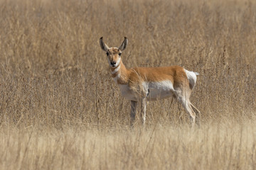 Naklejka na ściany i meble Pronghorn Antelope Buck on the Prairie