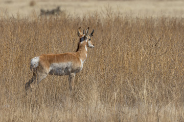 Pronghorn Antelope Buck on the Prairie