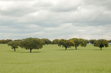 Agricultural field with Cork oak trees (Quercus suber), Extremadura, Spain, Europe