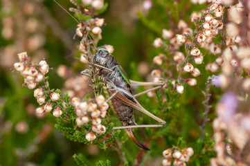 Female Bog Bush-cricket (Metrioptera brachyptera) on heather (Calluna vulgaris)