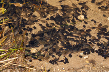 Tadpoles swimming in a pond