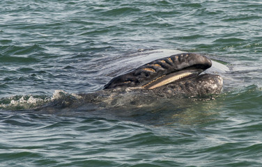 Ojo de Liebre Lagoon,  Baja California Sur state of Mexico: female gray whale and her calf