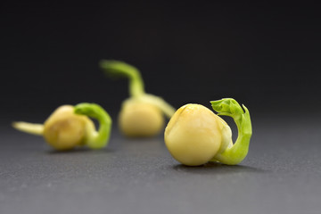 A photo of green pea sprouts ready for seedling. Pea seed germination. Spring background.