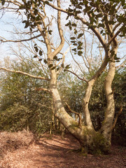 inside forest autumn spring dead foliage wood woodland uk nature landscape