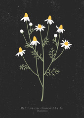 Vector illustration of a chamomile plant