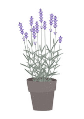 Fototapeta na wymiar Vector illustration of a lavender in a flowerpot