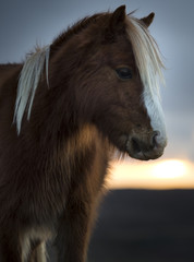 Sunset Pony 5