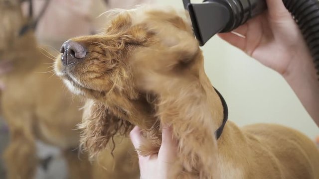 Cute cocker spaniel keep calm during drying his fur